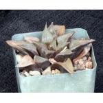 Haworthia emelyae var. comptonianaBlack Beauty 4-inch pots