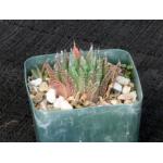 Haworthia emelyae var. multifolia 4-inch pots