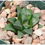 Haworthia enigma var. enigma (GM 412) 3-inch pots