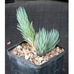 Haworthia glauca var. herrei 5-inch pots
