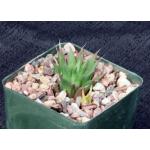 Haworthia heidelbergensis var. heidelbergensis (JDV 88-21) 4-inc