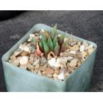 Haworthia heidelbergensis var. scabra (GM441) 4-inch pots