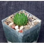 Haworthia herbacea var. payneri (GM563)3-inch pots