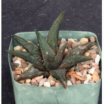 Haworthia koelmaniorum 5-inch pots