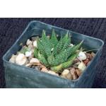 Haworthia limifolia var. gigantea 3-inch pots