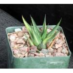 Haworthia limifolia (variegated) 4-inch pots