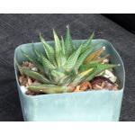 Haworthia limifolia (variegated) 5-inch pots