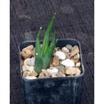 Haworthia longiana 2-inch pots