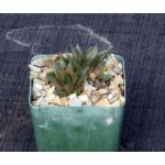 Haworthia magnifica (asperula form, GM 306) 4-inch pots