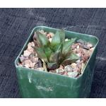 Haworthia mirabilis var. beukmannii (VA 5979) 4-inch pots