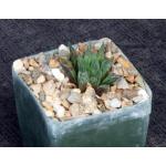 Haworthia mirabilis var. paradoxa (GM 305) 4-inch pots