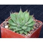 Haworthia mucronata var. mucronata (JDV 92-55) 4-inch pots