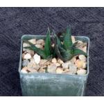 Haworthia nigra var. nigra (Andresberg, Namibia) 3-inch pots