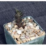 Haworthia nigra var. nigra (black clone) 3-inch pots