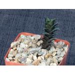 Haworthia nigra var. nigra (black clone) 4-inch pots