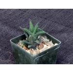 Haworthia nigra (elongata) 3-inch pots