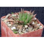Haworthia outeniquensis (GM 312) 3-inch pots