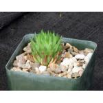 Haworthia pulchella var. globifera (Ladismith, RSA) 4-inch pots