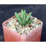 Haworthia pumila (Swellendam) 3-inch pots