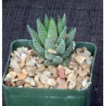 Haworthia reinwardtii var. brevicula 4-inch pots