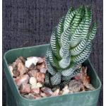 Haworthia reinwardtii fm zebrina (GM 294) 3-inch pots