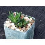 Haworthia scabra var. scabra (JDV 95/17) 3-inch pots