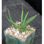 Haworthia scabra var. morrisiae 4-inch pots