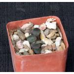 Haworthia springbokvlakensis 3-inch pots