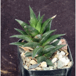 Haworthia tortuosa 2-inch pots