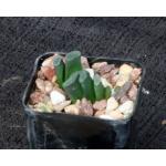 Haworthia truncata var. truncata 2-inch pots