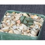Haworthia truncata var. congesta 4-inch pots