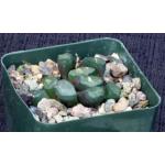 Haworthia truncata var. maughanii 4-inch pots
