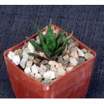 Haworthia variegata var. variegata (MBB 7101)3-inch pots