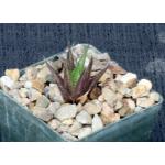 Haworthia variegata var. petrophila (JDV 86/67) 3-inch pots