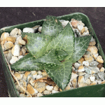 Haworthia venosa var. tessellata cv Dorothy Pasek 4-inch pots