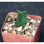 Haworthia viscosa var. pseudotortuosa (JRB 647) 4-inch pots