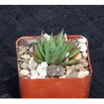 Haworthia vlokii (JDV 91-2) 3-inch pots
