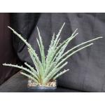 Hechtia sp. (569) 5-inch pots