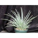 Hechtia sp. (569) 8-inch pots