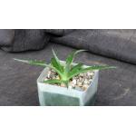 Hechtia sp. (Bustamonte, MX) 4-inch pots