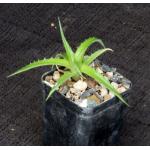 Hechtia sp. (Bustamonte, MX) 2-inch pots