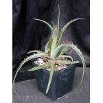 Hechtia sp. (Nizande, Oxaca) one-gallon pots