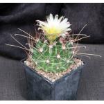 Hamatocactus davisii 5-inch pots