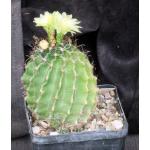 Hamatocactus setispinus 5-inch pots