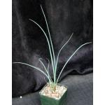 Hesperaloe parviflora 4-inch pots