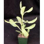 Hoya australis ssp. rupicola 4-inch pots