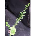 Hoya cummingiana 2-inch pots