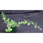 Hoya cummingiana 4-inch pots