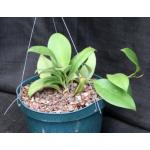 Hoya carnosa cv Dee’s Big One 8-inch pots