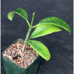 Hoya fraterna 4-inch pots